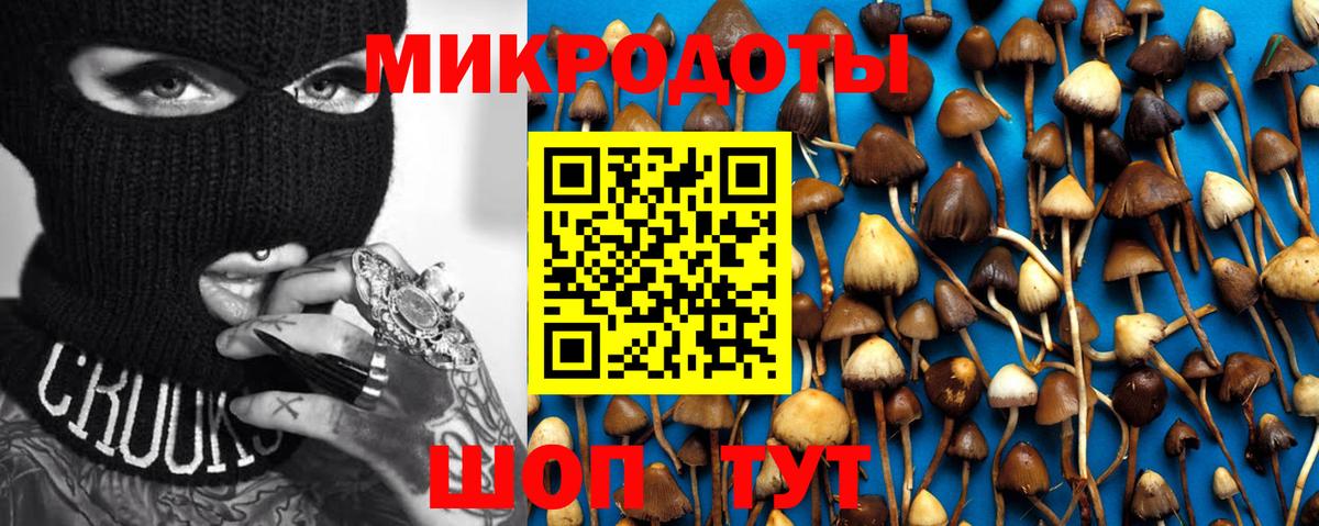 Галлюциногенные грибы Psilocybe Кирово-Чепецк